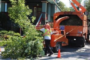 Tree-Removal-Conway-300x200.jpg