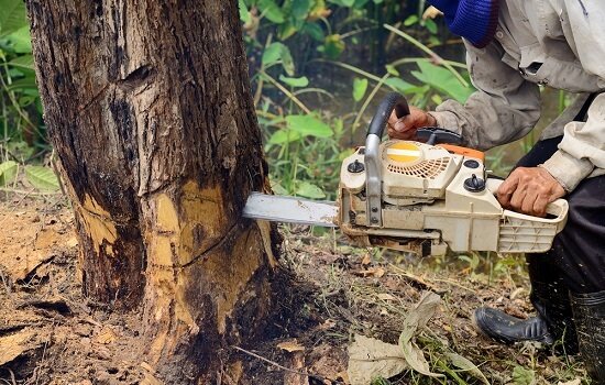 How to know when it’s time for tree removal?