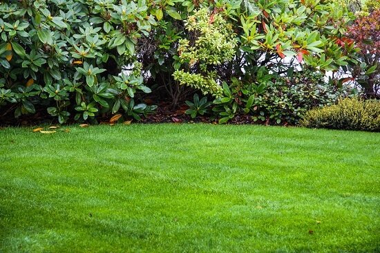 How can you protect your lawn during the summer?