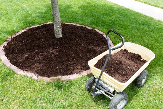 Mulching Protects and Keeps Your Plants Warm