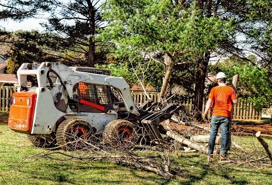 How professionals calculate tree removal costs?