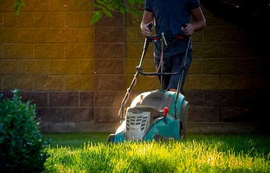 Do you need beginner lawn care tips?