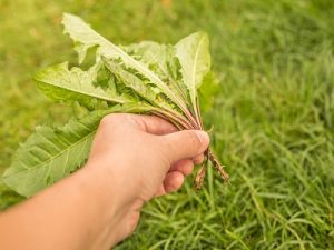 lawn care