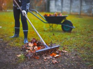 lawn care