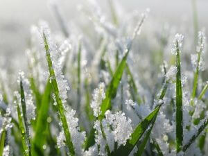 Winter Lawn Care Tips