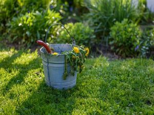 Weed Control – Killing Weeds Effectively