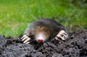 Lawn Care Tips To Get Rid Of Moles