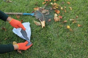 Lawn Care Tips: Is Spring the Perfect Time To Fertilize Your Lawn