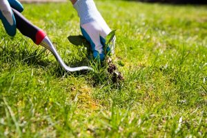 weed management