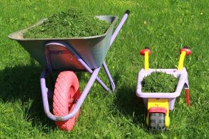 Mastering Summer Lawn Care