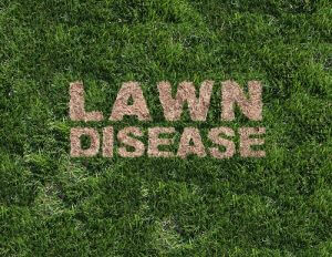 Lawn Care: Overcoming Summer Lawn Problems