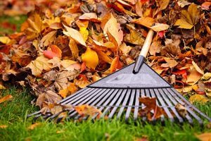 Easy Steps to Get Your Lawn Ready for Winter