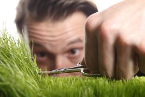 Simple Lawn Care Tips for Your Garden