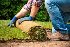 Lawn Care Guide: Choosing the Perfect Time for Sod Installation