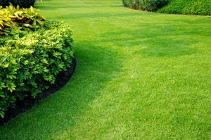 Lawn Care Tips: Battling Turf-Damaging Insects