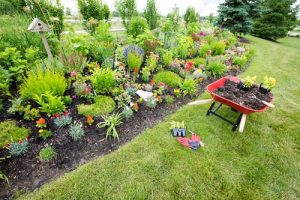 Lawn Care Tips: Improve Your Garden With Ornamental Plants