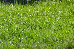 Lawn Care Tips After Heavy Rains