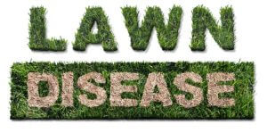 The Guide to Combatting Spring Lawn Diseases