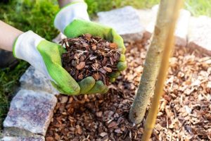 Mulching Practices From Landscaping Professionals