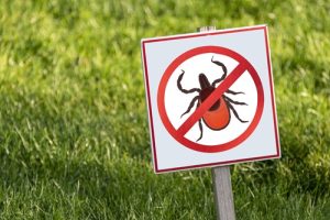 Landscaping Guide on Insect Control