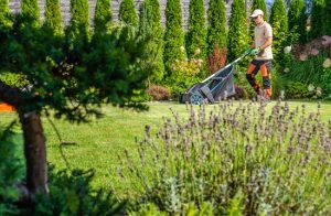 Lawn Care: Expert Tips for a Thriving Green Lawn