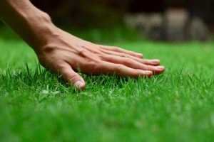 Lawn Care Tips For Conquering Crabgrass