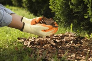 Lawn Care Tips: How Often Should You Replace Mulch?