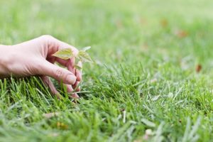 Lawn Care: Is Weed and Feed the Right Choice?