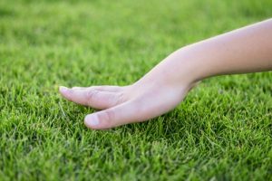 Lawn Care Tips: Natural Ways to Boost Nitrogen