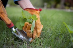 Weed Control Tips This Fall for a Healthier Yard All Year