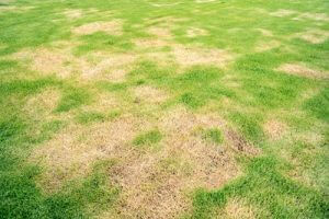 Lawn Care Tips Against Fungal Threats This Fall