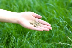 Should I Reseed My Lawn This Fall? A Quick Lawn Care Guide