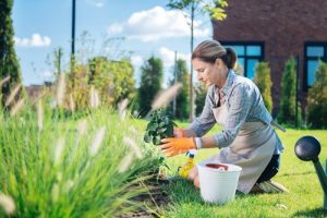 Essential Lawn Care Tips for a Healthier, Greener Yard