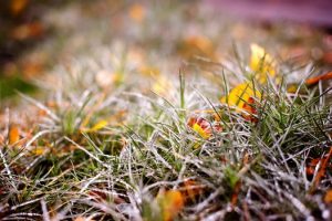 A Complete Guide to Lawn Care in Winter