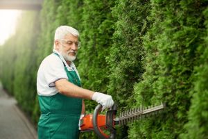 Lawn Care Tips to Remove Trees and Bushes Near Your Home