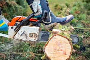 Tree Trimming And Cutting in Conway SC