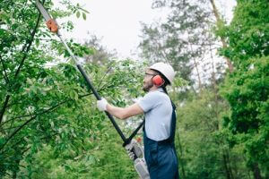 Tree Trimming And Cutting in Conway SC