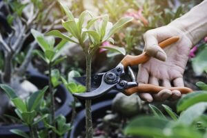 Tips for Winter Pruning Shrubs and Trees