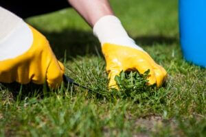 Weed Control Tips: Identify Grassy Weeds Without Ruining Your Lawn