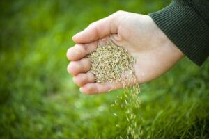 Lawn Care Secrets: Why Overseeding Is the Key to a Greener Yard